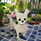 Chihuahua Jardinière